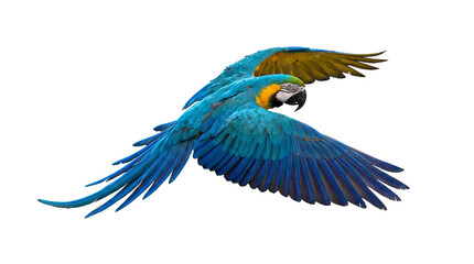 a stunning blue and yellow macaw parrot glides gracefully through the air, its vibrant wings fully extended against a stark transparent background. © Ronald