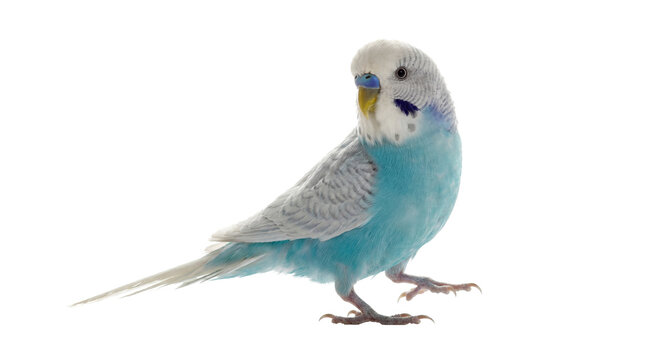 a clear photograph of a bright blue and white budgie perched on its feet against a transparent background, facing left with its head turned to look back.