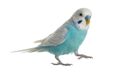 close-up photograph of a cute blue and white budgerigar bird walking on a white background, with sharp focus on its features and vibrant colors.