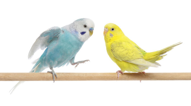 two budgies, a blue and white male and a yellow female, perched on a wooden rod with a transparent background, looking at each other.