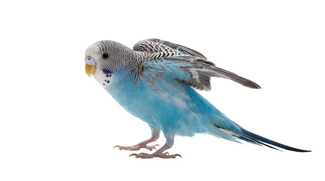 a vivid blue budgie bird photographed against a transparent background, displaying its wings as if about to fly or stretch.
