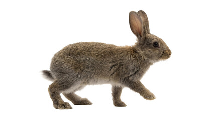 a fluffy young rabbit standing on a transparent background, captured from the side. © Gail
