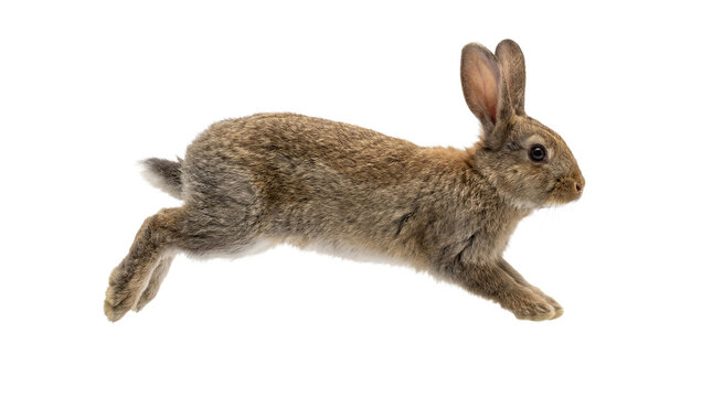 a nimble brown rabbit captured mid-leap on a transparent background for design flexibility.