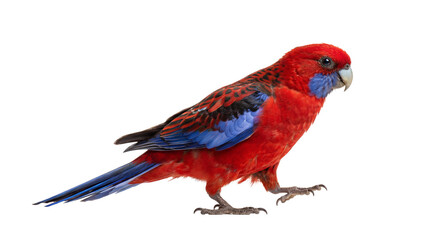 crimson rosella parrot standing on a transparent background, showcasing its brilliant red plumage and striking blue wing accents, captured in a side profile with its beak slightly open.