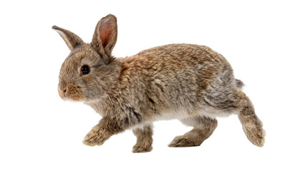 small brown rabbit walking isolated on transparent background, full body shot, natural lighting and detail.