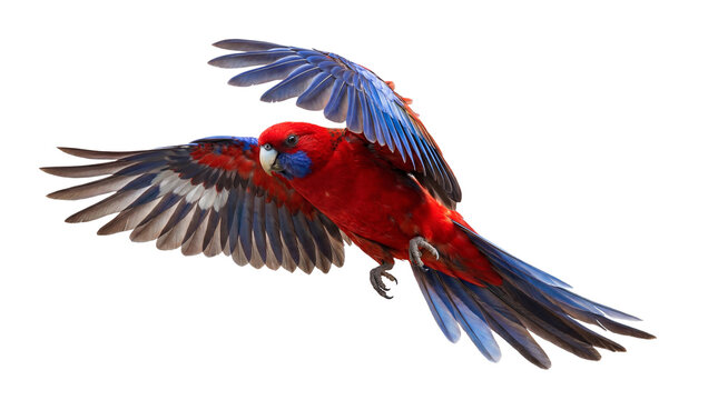 a vibrant crimson rosella parrot in mid-flight, showcasing its striking blue and red plumage against a transparent background, captured in a dynamic pose.