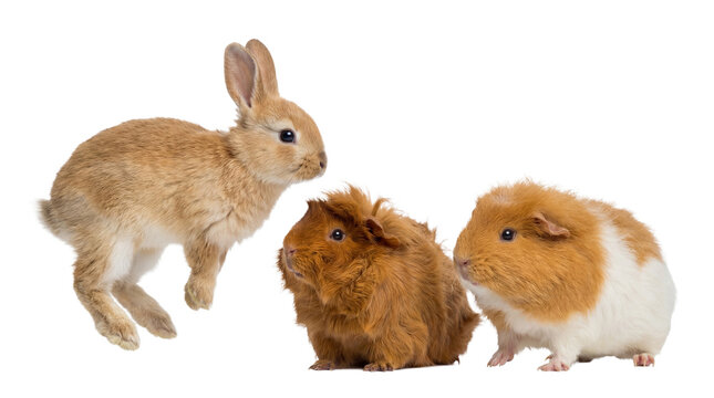 a cute baby rabbit jumps towards two guinea pigs isolated on a white background, showcasing a heartwarming interaction between small pets in a studio photograph.