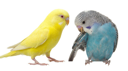Fototapeta premium two budgerigars, a yellow and a blue budgie, in profile view on a transparent background, showcasing their distinct colors and playful interaction.