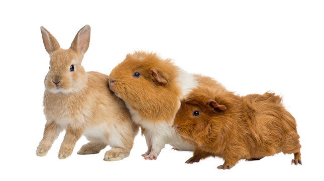 a light brown rabbit leans in to interact with two guinea pigs, one white and ginger and the other textured ginger, on a transparent background, emphasizing their gentle nature and companionship.