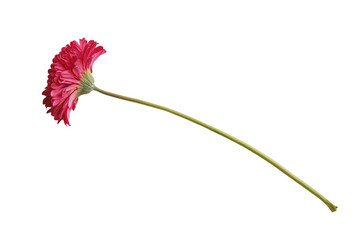 Single Pink Gerbera Daisy on White Background