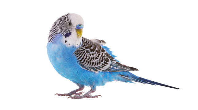 transparent png image of a vivid blue budgerigar with detailed feather patterns, isolated on a transparent background, ready for versatile design applications across digital and print media.