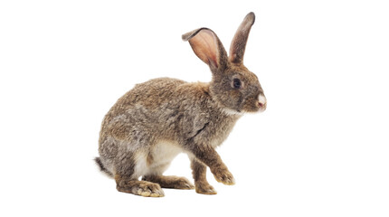 a brown rabbit in profile view is isolated on a transparent background, ideal for graphic design.