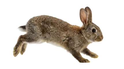 a wild rabbit in motion, captured mid-stride against a stark transparent background, showcasing its brown fur and alert posture. © Jennafer