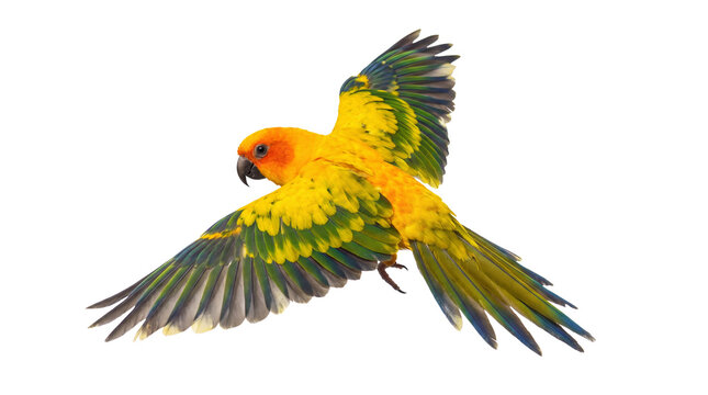 a sun conure parrot in mid-flight on a transparent background, its wings outstretched, displaying a captivating mix of bright orange, yellow, green, and blue feathers.