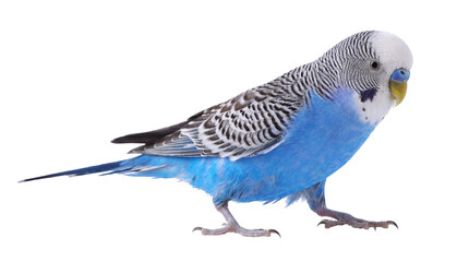 a common budgerigar parakeet, also known as a budgie, stands with its wings slightly open, showcasing its vibrant blue plumage and distinctive wavy head markings against a transparent background. © Jennafer