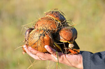 Fototapeta premium Wild boletus edulis mushroom in hand