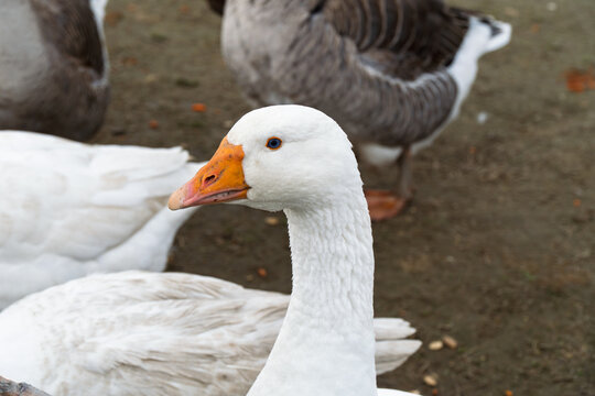 gęsi kaczki i inne ptactwo
