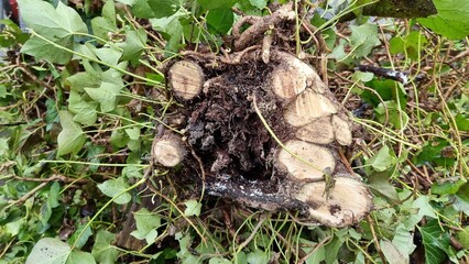  Oracle plant, common ivy, felling and heart