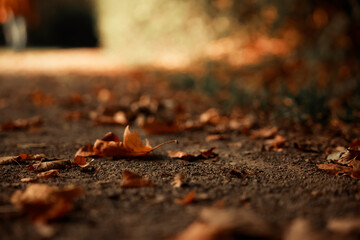 In 2026, nature feels more magical than ever. Soft golden sunlight filters gently through fresh green leaves, creating a peaceful atmosphere filled with serenity and quiet joy. The delicate rustling o