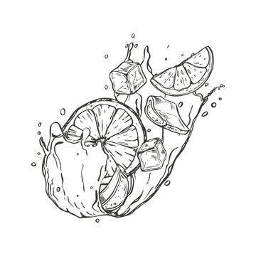 Lemon slices, cut aloe leaves and ice cubes on water splash vector illustration in black ink etching style. Hand drawn cold citrus fruit, succulent piece flying in juice splatter waves, drops sketch