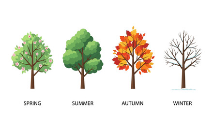 Obraz premium Four Seasons Tree: Spring, Summer, Autumn, Winter Cycle