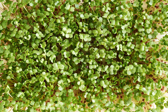Homegrown broccoli sprouts or microgreens, close up