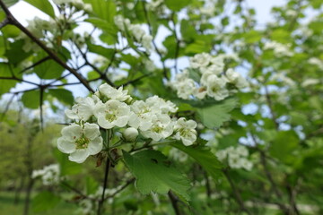 Fototapeta premium Simple white flowers of Crataegus submollis in mid May