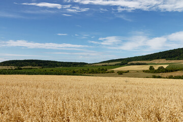 Golden wheat field under a vast blue sky with scattered clouds and rolling green hills