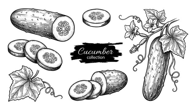 Cucumber with slices and flowers vintage engraving