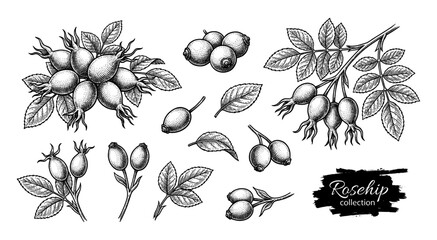 Rosehip branch and berries in vintage engraving style