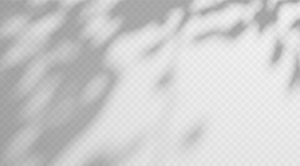 Abstract dappled light shadow overlay from tree foliage on a transparent background.