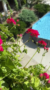 Red geranium flowers by a blue swimming pool on a patio. Summer vacation mood, poolside relaxation, outdoor decor.