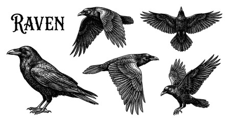 Fototapeta premium Flying and perched raven collection in vintage engraving style