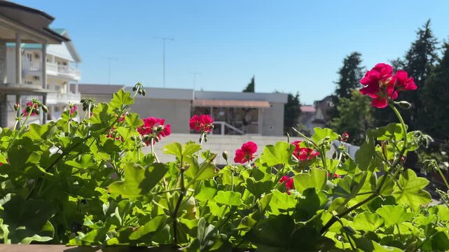 Red geranium flowers on a sunny balcony with city buildings in the background, summer urban gardening, outdoor decor, vacation mood, cozy lifestyle.