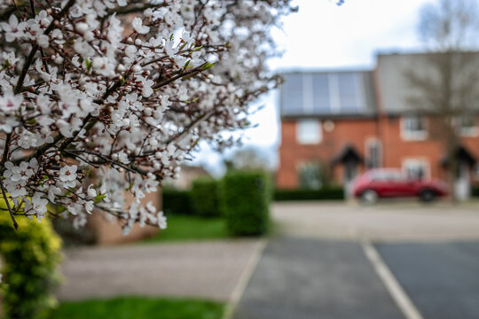 The image depicts a small tree in full bloom with delicate white flowers, likely a Cherry Plum (Prunus cerasifera) or a Callery Pear in the UK both known for their early spring blossoms. 