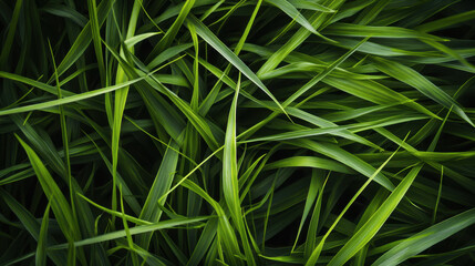 green ears close up swaying in the wind