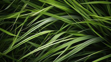 green ears close up swaying in the wind