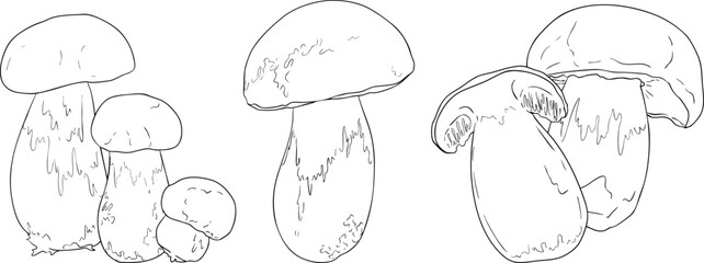 Vector detailed hand drawn mushroom illustration set in line style, black and white ink drawing art, organic forest fungi, trending botanical artwork