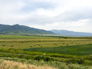 Summer landscape of Kyrgyzstan with green field, mountains and cloudy sky, rural nature and open space.