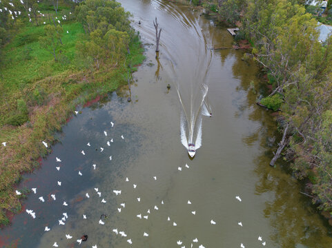 Aerial view of birds flying over a speedboat on an inland river