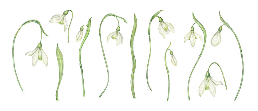 White snowdrops set with flowers, stems and buds watercolor illustration on isolated background. White flowers, early spring botanical clip art for Easter greeting card, floral design.