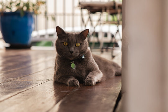 cat lying on veranda with collar and tag