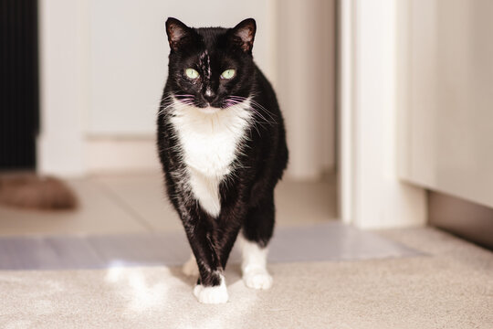 black and white tuxedo cat on carpeted floor