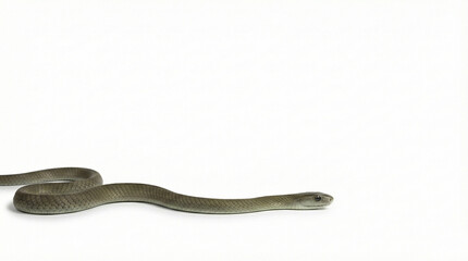 Obraz premium Black mamba snake crawling isolated on white background