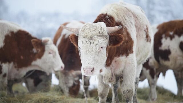 Bull chew hay while stands in pasture in snow close up with head in background, domestic animal eat fodder during winter time