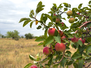 Obraz premium Wild apples growing on a tree branch in natural environment, ripe red fruits among green leaves in summer.