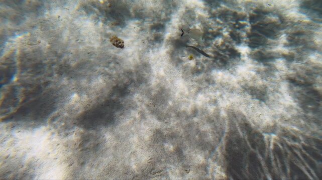 Underwater video of white seabream fish swimming at the shallow water over sea bottom.