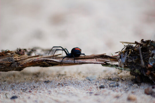 Close-up of redback spider crawling along sandy ground