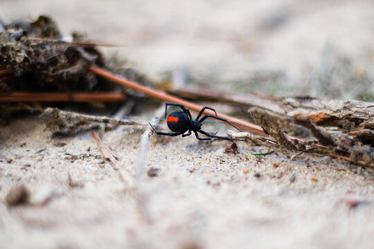 Close-up of redback spider crawling along sandy ground