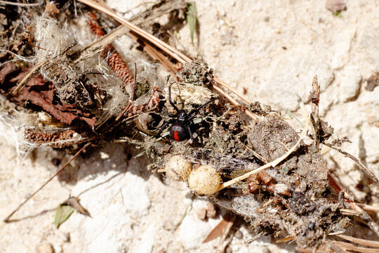 Close-up of redback spider crawling along sandy ground